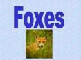 Foxes PowerPoint PPT Presentation