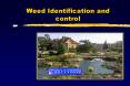 Weed Identification and control PowerPoint PPT Presentation