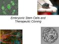 Embryonic Stem Cells and Therapeutic Cloning PowerPoint PPT Presentation