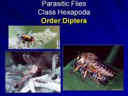 Parasitic Flies Class Hexapoda Order Diptera