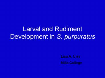 Larval and Rudiment Development in S' purpuratus