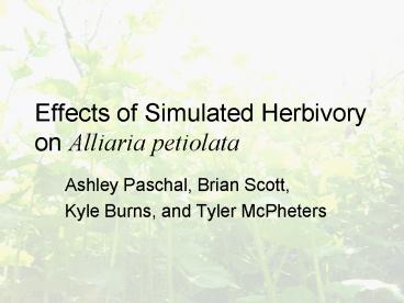 Effects of Simulated Herbivory on Alliaria petiolata