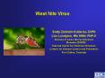West Nile Virus PowerPoint PPT Presentation