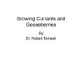 Growing Currants and Gooseberries PowerPoint PPT Presentation