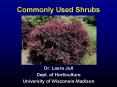 Commonly Used Shrubs PowerPoint PPT Presentation