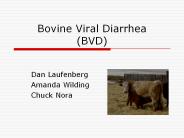 Bovine%20Viral%20Diarrhea%20(BVD)