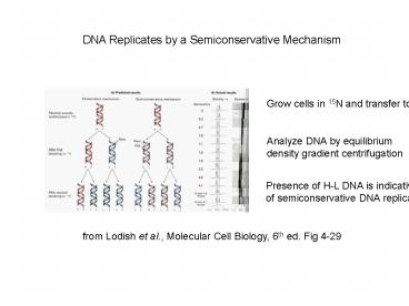 DNA Replicates by a Semiconservative Mechanism