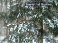Terrestrial Biomes PowerPoint PPT Presentation