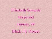 Black Flies