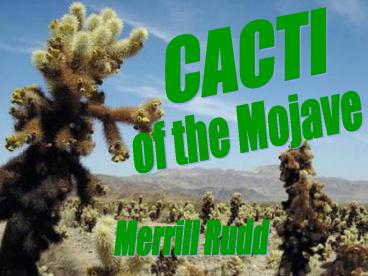 Cacti of the Mojave Desert