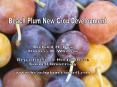 Beach%20Plum%20New%20Crop%20Development PowerPoint PPT Presentation