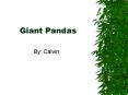 Giant Pandas PowerPoint PPT Presentation