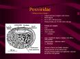 Poxviridae Orthopoxvirus (image) PowerPoint PPT Presentation