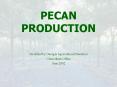 PECAN PRODUCTION PowerPoint PPT Presentation