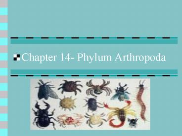 Chapter 14 Phylum Arthropoda