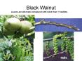 Black Walnut PowerPoint PPT Presentation