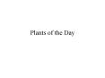 Plants of the Day PowerPoint PPT Presentation