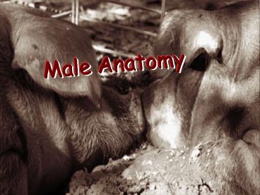 Male Anatomy