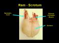 Ram - Scrotum PowerPoint PPT Presentation