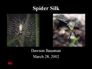 Spider Silk