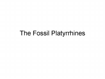 The Fossil Platyrrhines