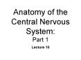 Anatomy of the Central Nervous System: Part 1 PowerPoint PPT Presentation