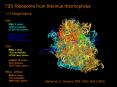 70S Ribosome from thermus thermophilus PowerPoint PPT Presentation