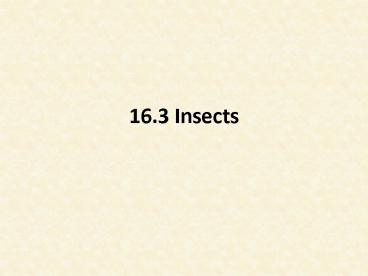 16'3 Insects