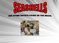 SEASHELLS PowerPoint PPT Presentation