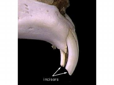 Order Lagomorpha Fam' Ochotonidae pikas