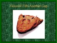 Tiktaalik Fills Another Gap