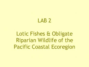 LAB 2 Lotic Fishes