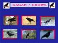 GAGAK CROWS PowerPoint PPT Presentation