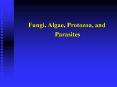 Fungi, Algae, Protozoa, and Parasites PowerPoint PPT Presentation