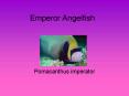 Emperor Angelfish PowerPoint PPT Presentation