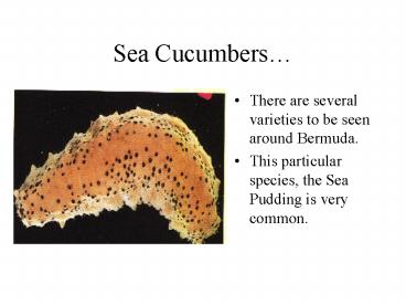 Sea Cucumbers
