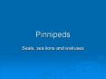 Pinnipeds PowerPoint PPT Presentation