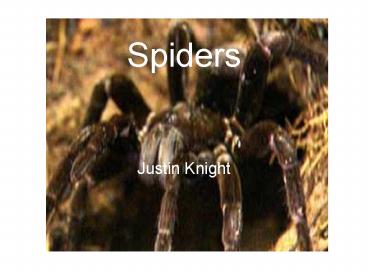 Spiders