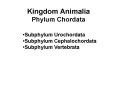 Kingdom Animalia Phylum Chordata PowerPoint PPT Presentation