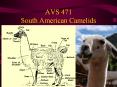 AVS 471 South American Camelids PowerPoint PPT Presentation