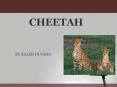 CHEETAH PowerPoint PPT Presentation