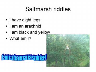 Saltmarsh riddles