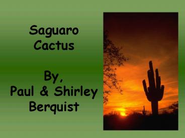Saguaro Cactus By, Paul