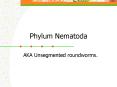 Phylum Nematoda PowerPoint PPT Presentation