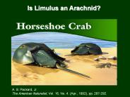 Is%20Limulus%20an%20Arachnid?