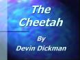 The Cheetah PowerPoint PPT Presentation