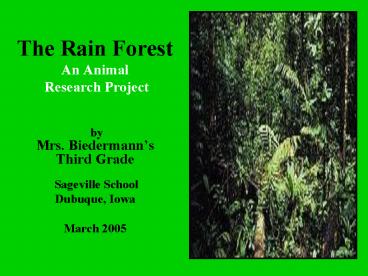 The Rain Forest An Animal Research Project