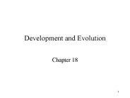 Development and Evolution