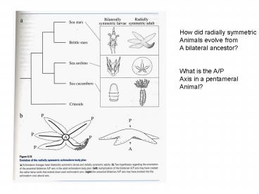How did radially symmetric