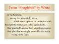 From Songbirds by White PowerPoint PPT Presentation